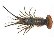 Lobster