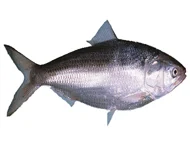 Hilsa