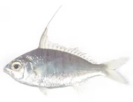 Silverbellies (Pony fishes)